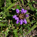 Prunella grandiflora- Brunelle à grande fleur