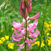 Sainfoin