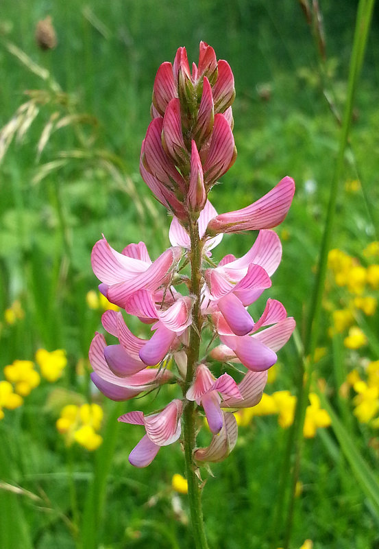 Sainfoin