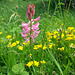 Sainfoin