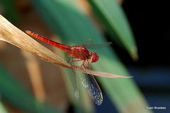 20080319-0037 Scarlet Skimmer, male