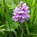 Common Spotted Orchid