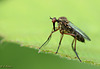 Dagger-faced Fly