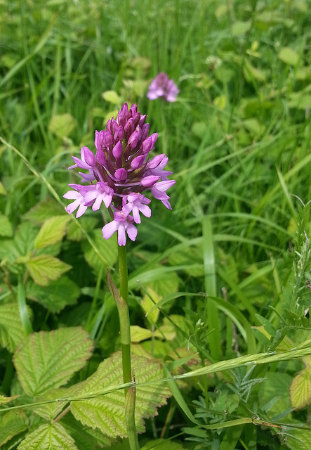 Pyramidal orchid