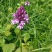 Pyramidal orchid