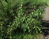 Cytisus scoparius-001