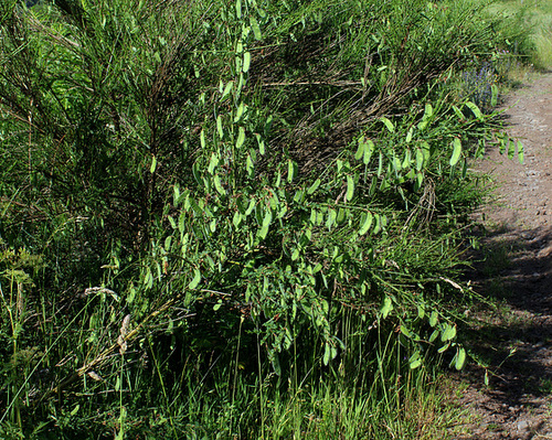 Cytisus scoparius-001