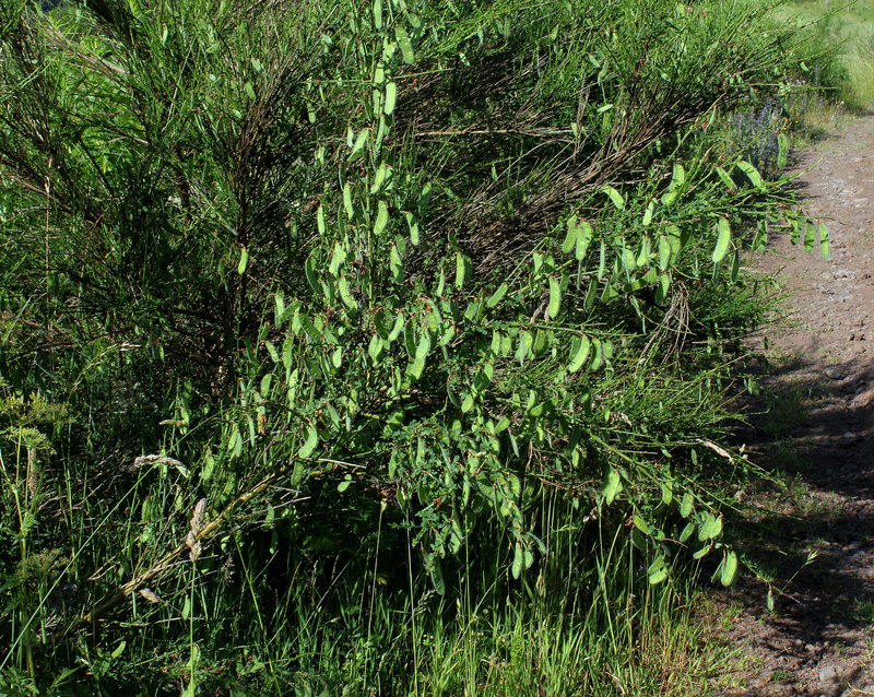 Cytisus scoparius-001