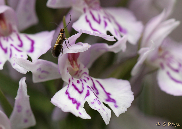 Moth Playing in the Orchids