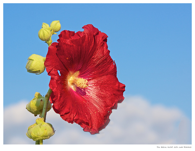 Rote Stockrose