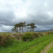 Isle of Man 2013 – Clouds & trees