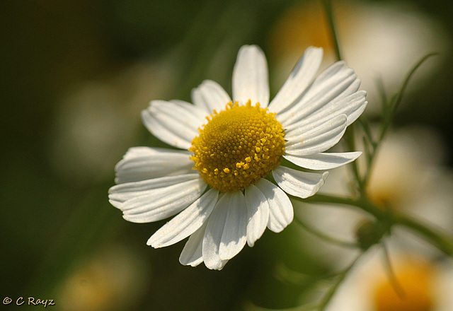 Scentless Mayweed