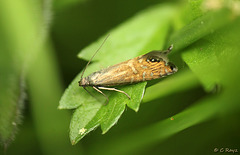 Glyphipterix thrasonella