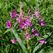 Epilobium angustifolium- Laurier de Saint -Antoine