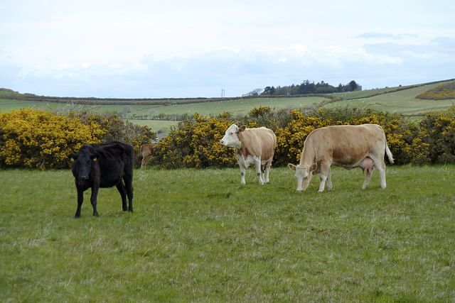 Isle of Man 2013 – Manx cows