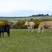 Isle of Man 2013 – Manx cows
