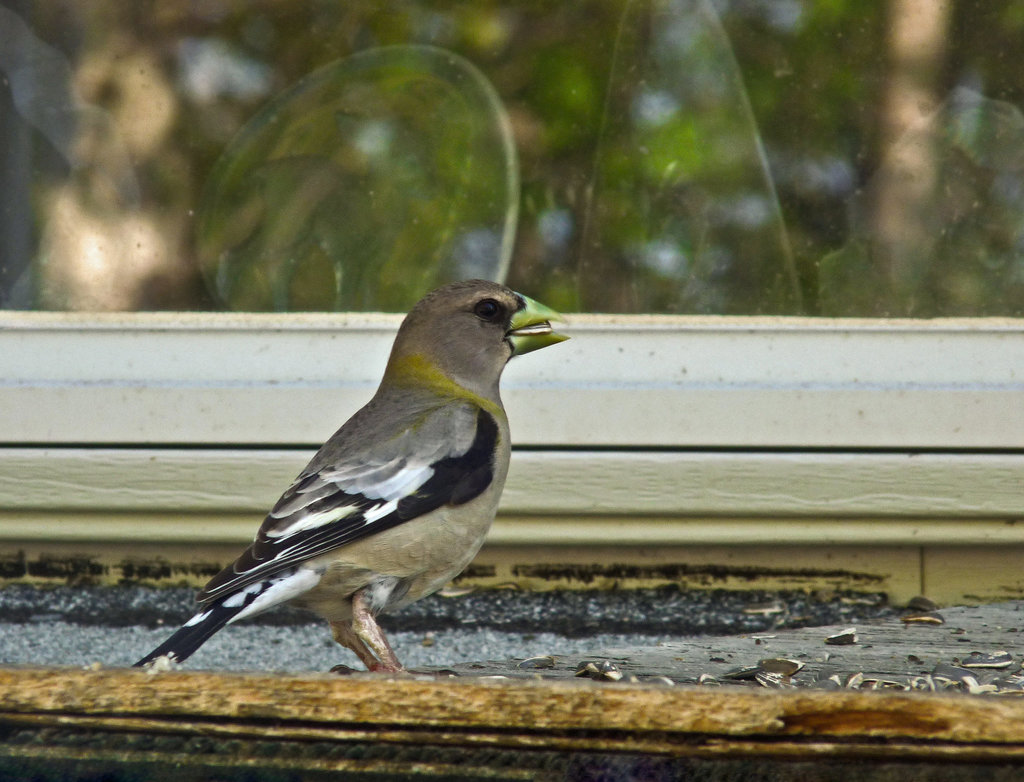 Evening Grosbeak female