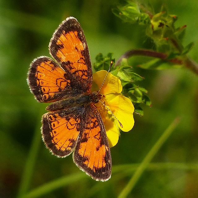 Pearl Crescent on Shrubby Cinquefoil