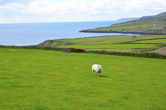 Isle of Man 2013 – Sheep