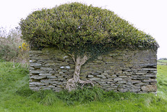 Isle of Man 2013 – Tree