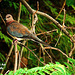 a pretty Israeli pigeon