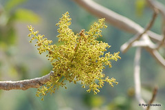 20081216-0271 Sterculia urens Roxb.