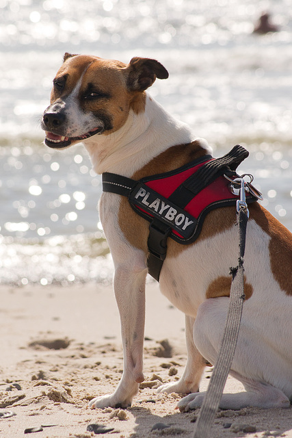 Jack Russell Rico DSC04951-1