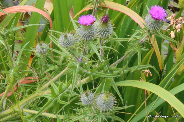 Scotch Thistle - all in focus this time!