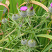 Scotch Thistle - all in focus this time!