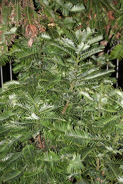 Wollemi Pine