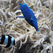Blauer Vogelfisch und Vierbinden-Preußenfisch (Wilhelma)