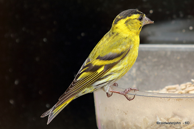 Siskin