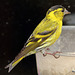 Siskin