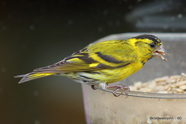 Siskin