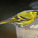 Siskin