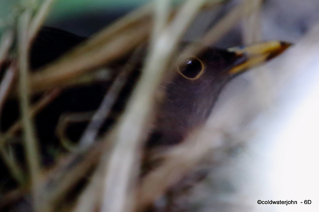 Blackbird deep in the Clematis on its nest