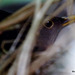 Blackbird deep in the Clematis on its nest