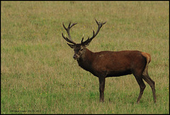 Brame à Chambord