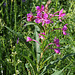 Epilobium angustifolium- Laurier de Saint -Antoine (3)