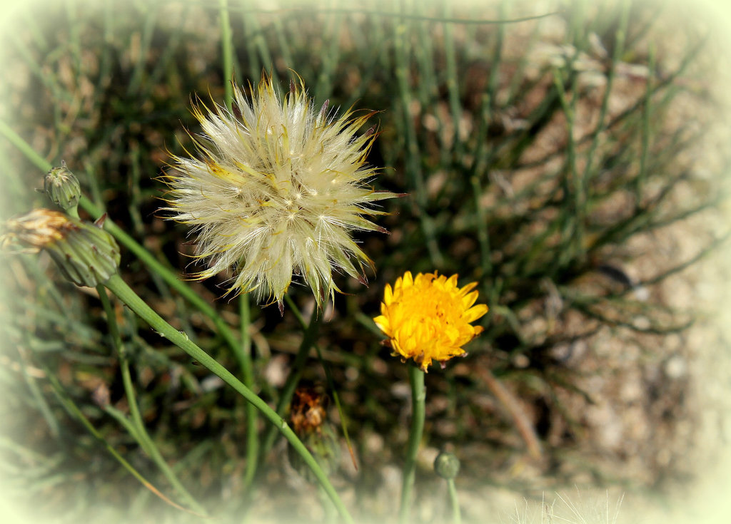 Hypochaeris radicata- Porcelle enracinée