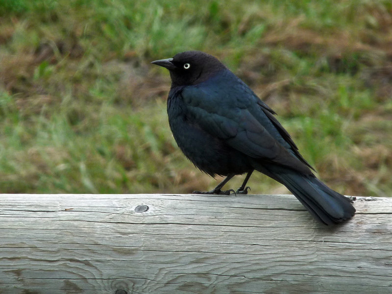 Brewer's Blackbird