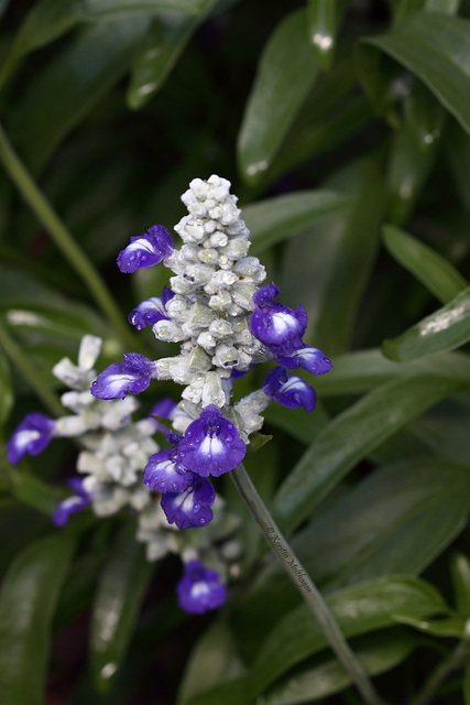 Ziersalbei - Blüte (Wilhelma)