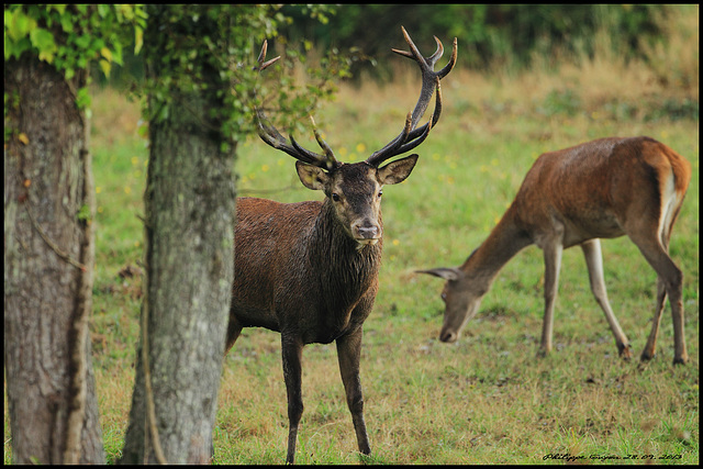 ipernity: Brame à Chambord - by Philippe Guyon