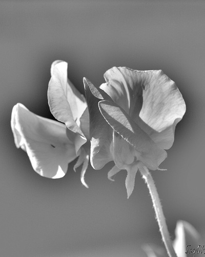 Sweet Pea - black and white