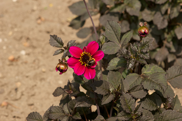 Dahlia visited by bumble bee