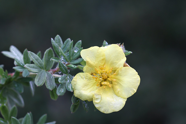 Nasses Blümchen