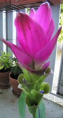 Curcuma Alismatifolia ou tulipe de Siam