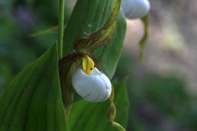 Cypripedium montanum