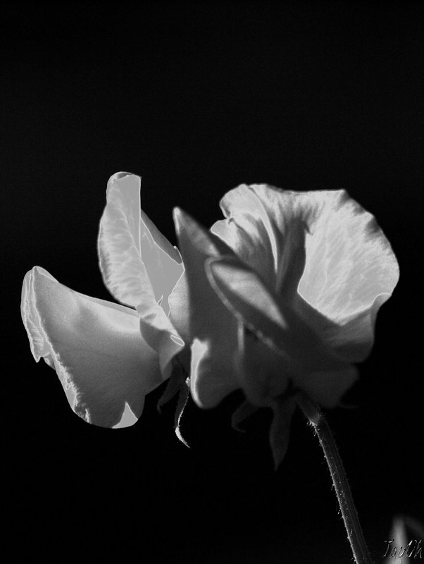 Sweet Pea - black and white