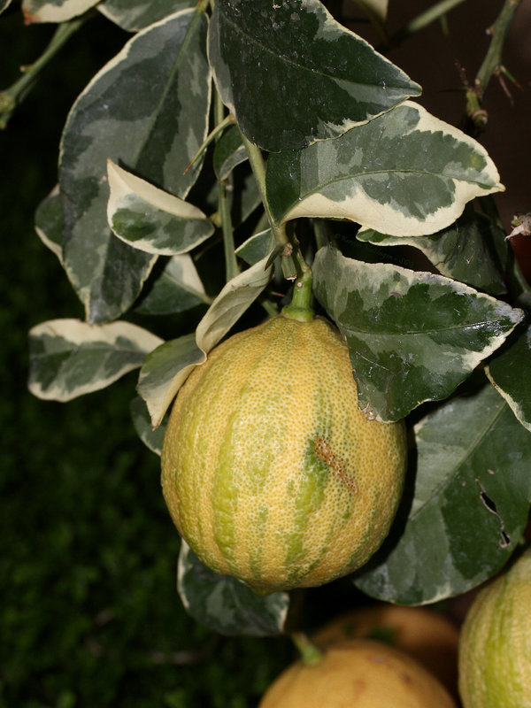 Zitrusfrüchte: Buntlaubige Zitrone  (Wilhelma)